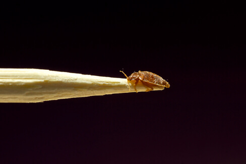 A bed bug climbing the pencil