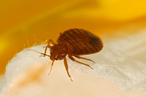 Bed bug walking on the bed linens