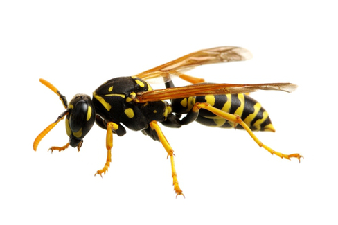 A small wasp.
