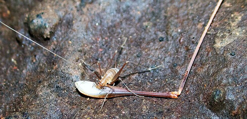 Cave cricket eating