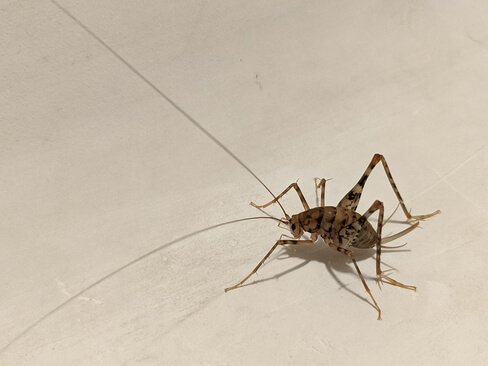 Cave cricket laying on the wall.