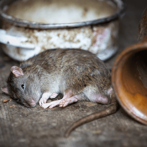 A rat resting after eating. Permakill Exterminating - Your rodent exterminators and control experts in New Jersey