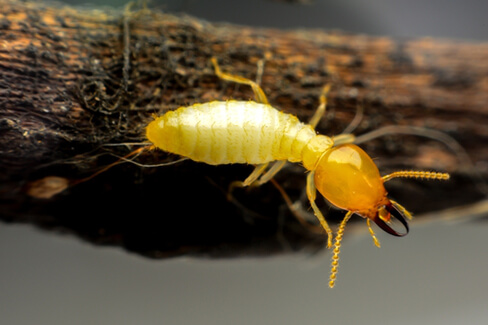 Yellow termite hanging on a piece of wood.