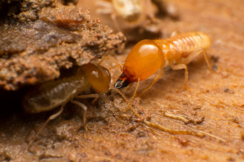 Subterranean termites guarding the nest