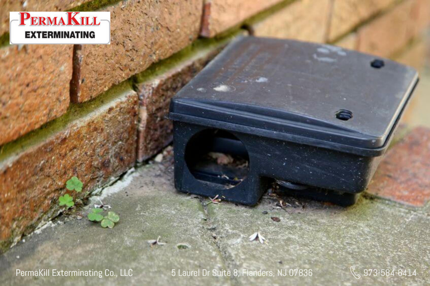 All About Rodent Bait Stations