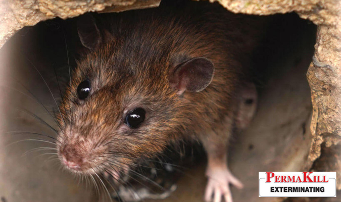 The 5 Best Ways to Get Rid of Rats in Your Home Fast