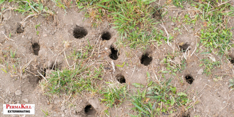 https://permakillexterminating.com/wp-content/uploads/2021/03/Mouse-or-vole-hole-in-the-ground.jpg