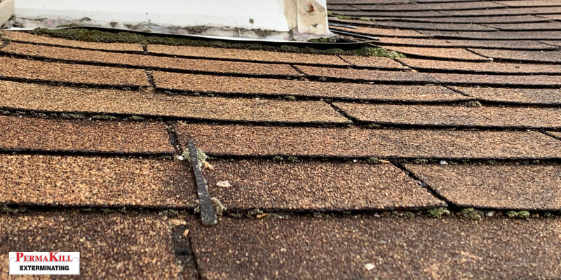 Ants on the roof