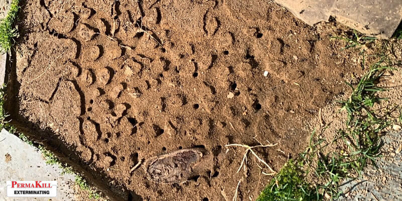 Ants nest in the dirt