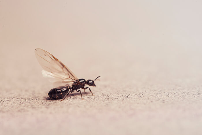 How To Get Rid Of Flying Ants In Your
