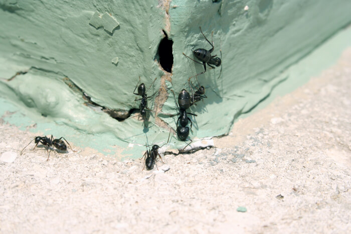 ant infestation
