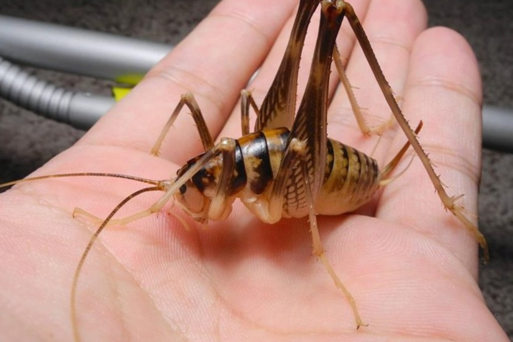 cave cricket control