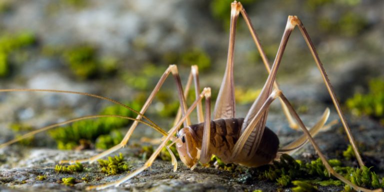 cave cricket problems in randolph, nj
