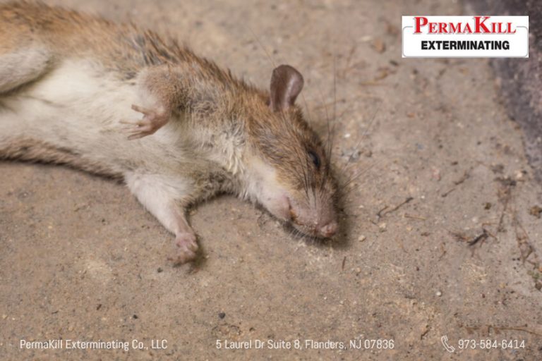 6 common mistakes you do with rodent poison
