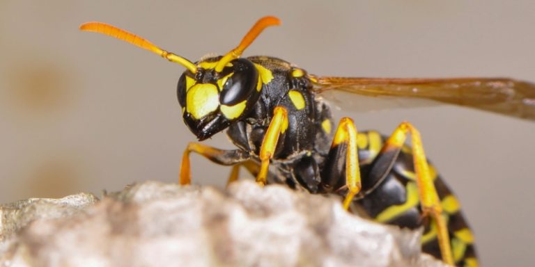 are wasps a common problem in flanders, nj?