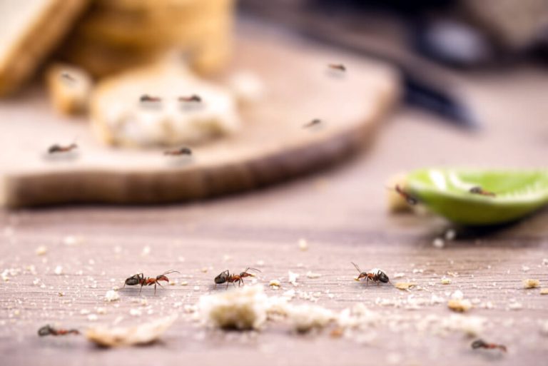 argentine ants vs odorous house ants