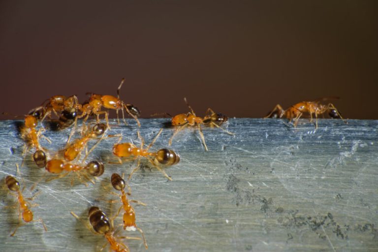 argentine ants vs pharaoh ants