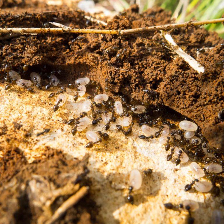 argentine black ants vs termites