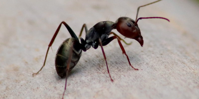 best ant exterminators in flanders, nj