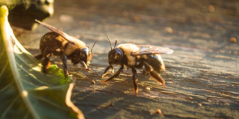 Best Carpenter Bee Exterminators in Flanders, NJ