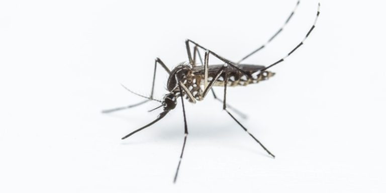 best mosquito exterminators in randolph, nj