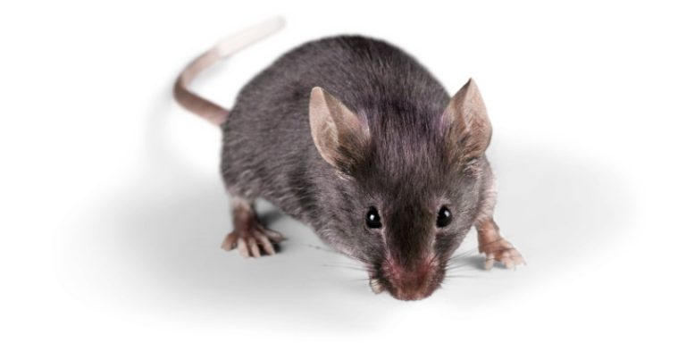 best rodent exterminators in randolph, nj