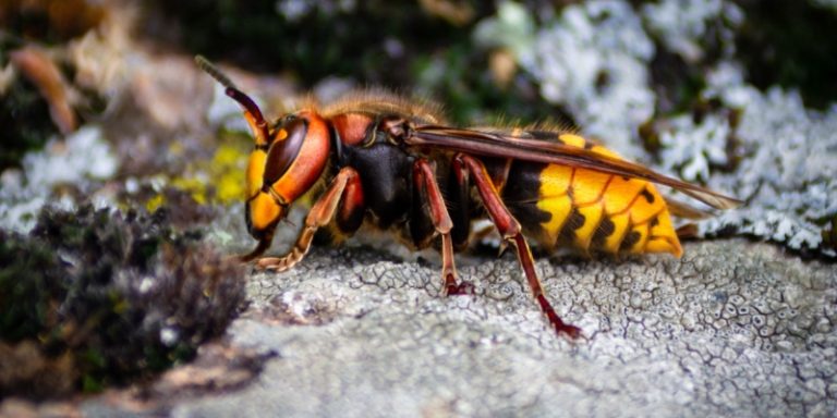 best wasp and hornet control in basking ridge, nj