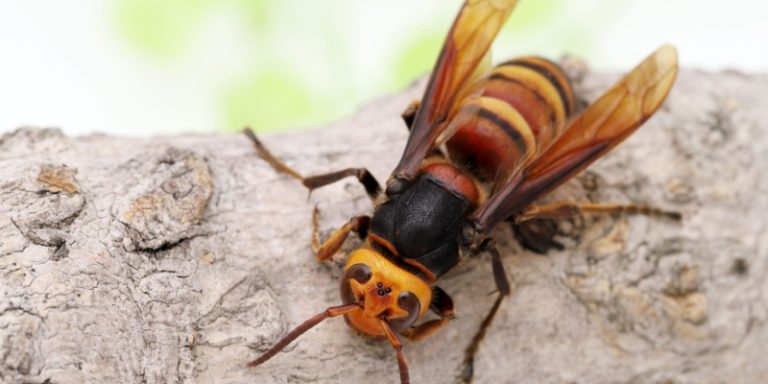 can i get rid of wasps and hornets on my own?