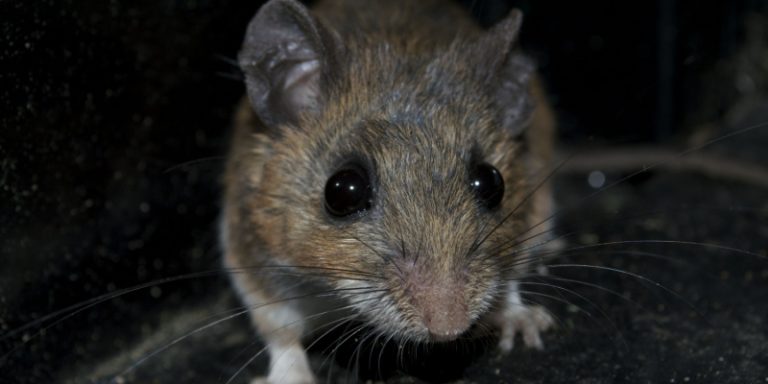 can i get rid of a mouse problem on my own?