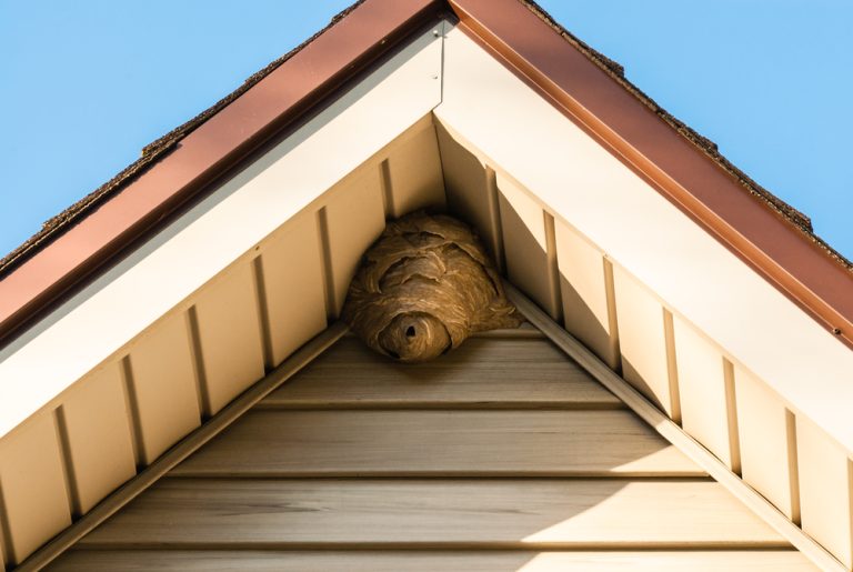 can you remove wasp nests yourself?
