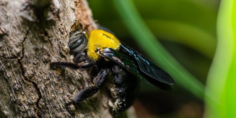 carpenter bee problems in morris county