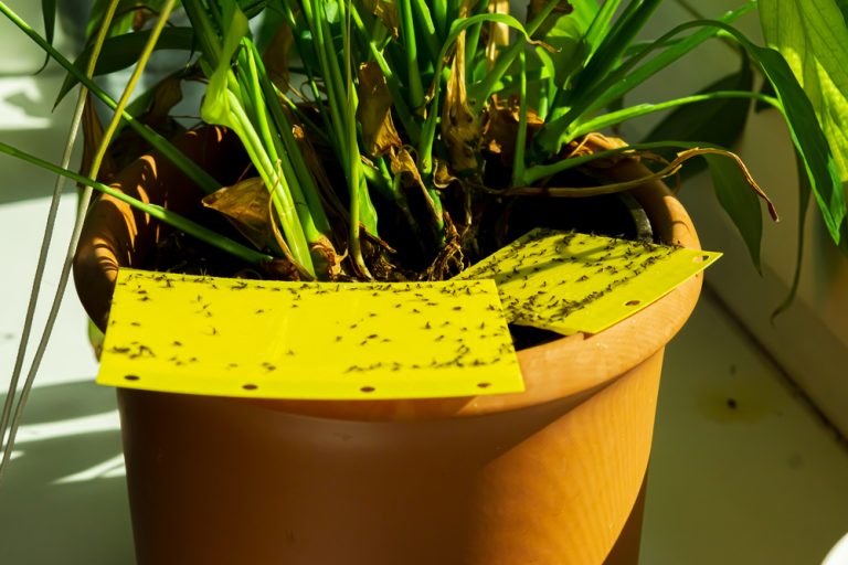 control gnats around your home