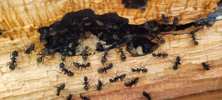 do little black ants eat wood inside the house walls?