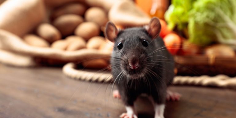 do rats and mice carry disease?