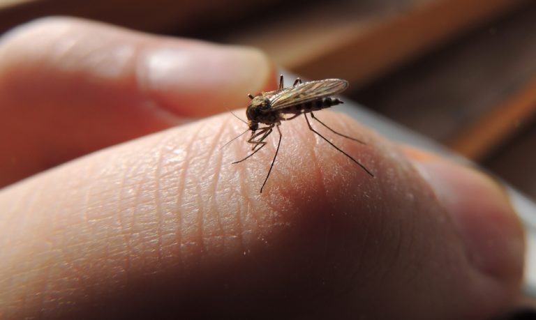 bloodsucking mosquitoes (culicidae) on a victim