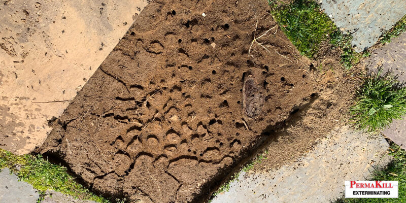 everything you need to know about carpenter ant bait