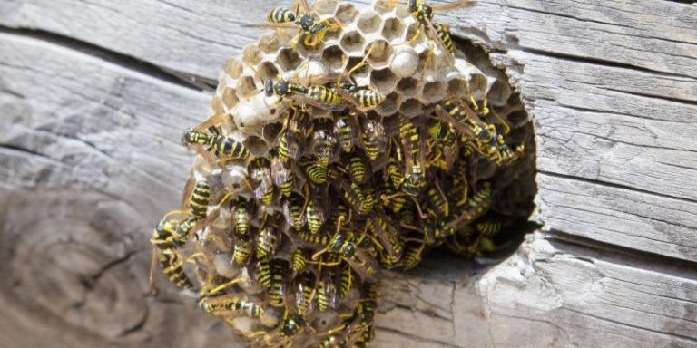 how do i get rid of a wasp problem in my yard?