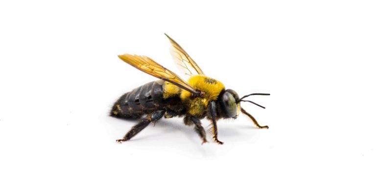 how do i know if i have a carpenter bee problem?