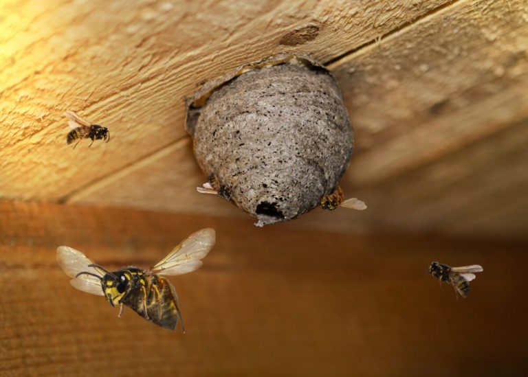 how much does it cost to have a hornet’s nest removed?