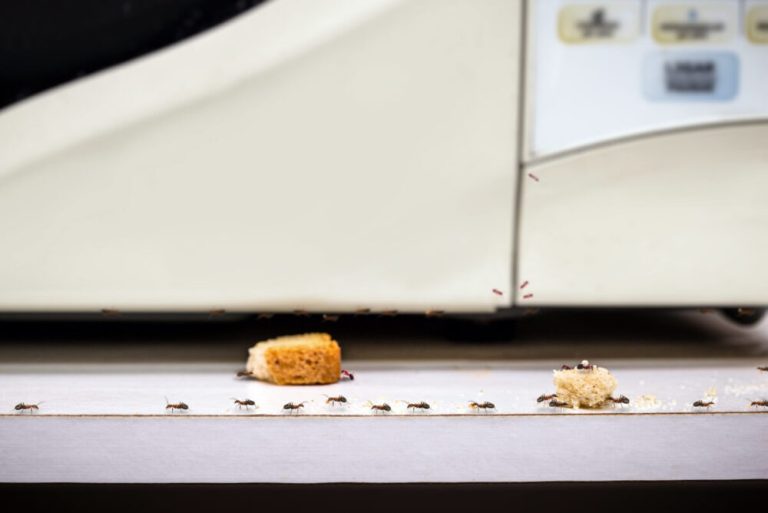 how to prevent argentine ants from entering your home