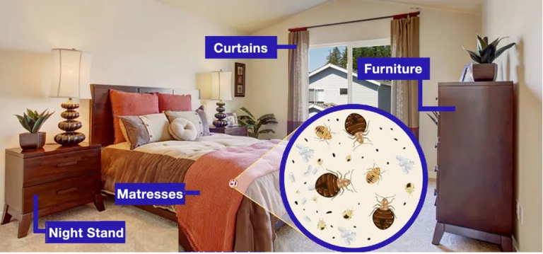 how to check for bed bugs in a hotel room