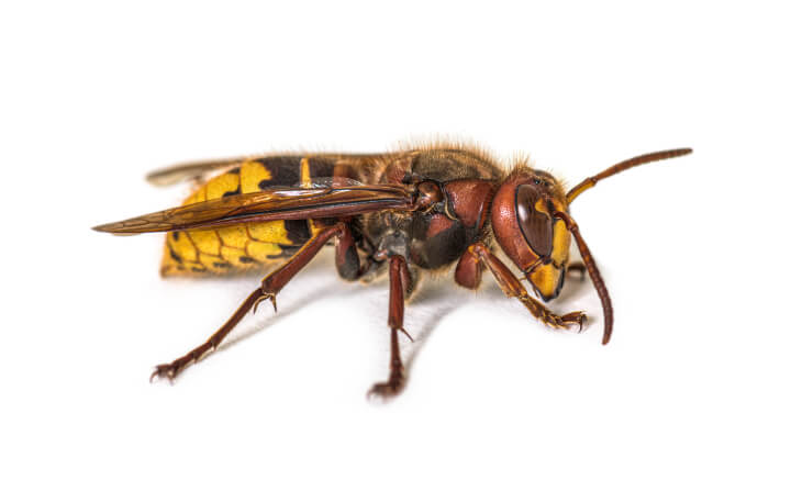 how to get rid of hornets naturally