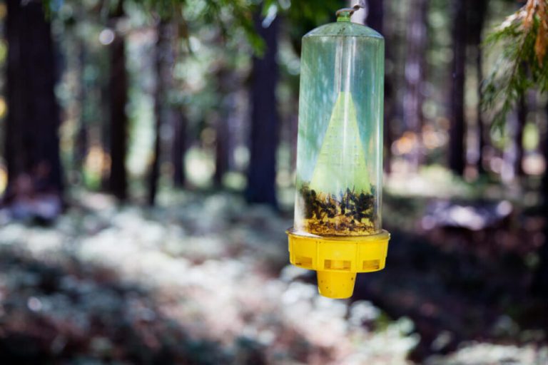 how to get rid of hornets without harming honey bees