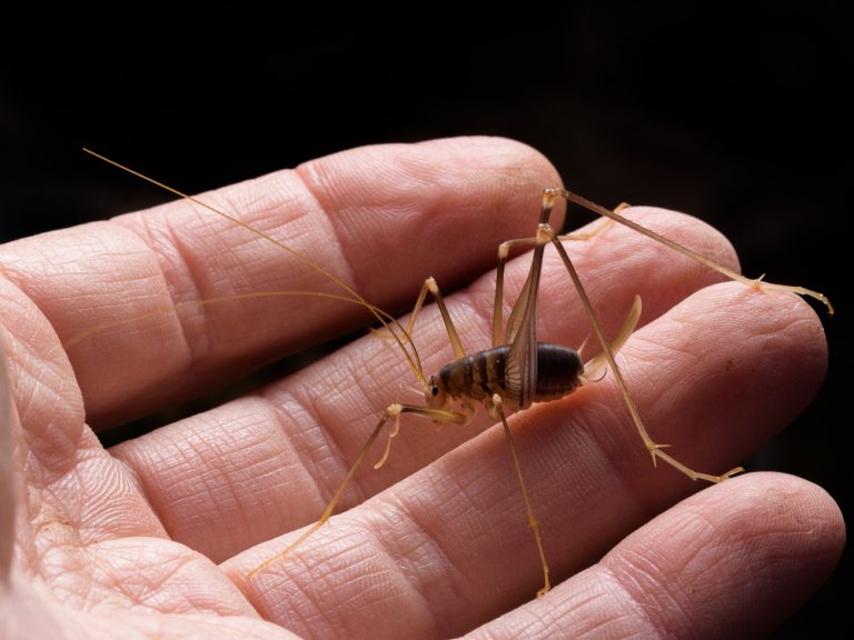 how to get rid of spider crickets