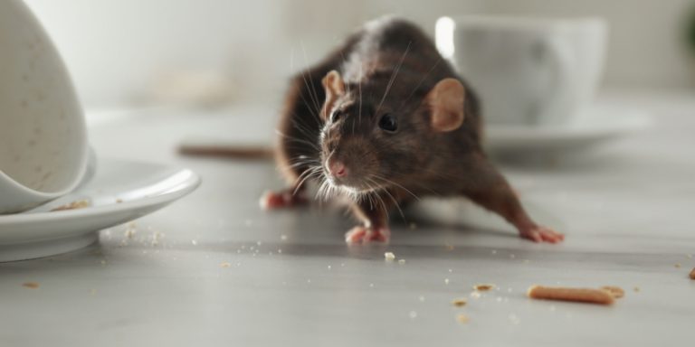 how to keep rodents out of your home
