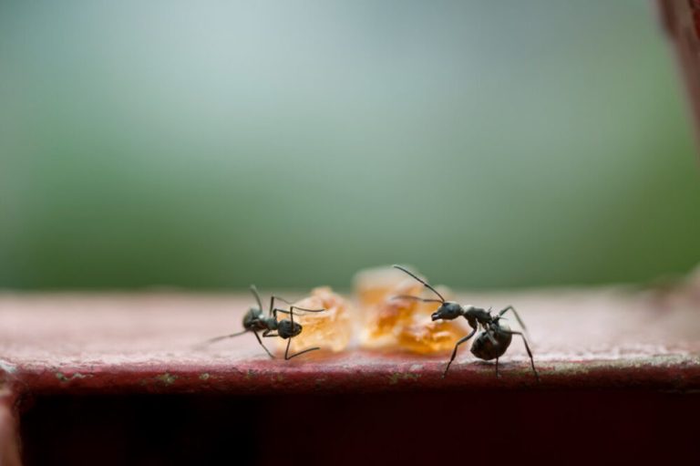 how to kill small black sugar ants surrounding your house