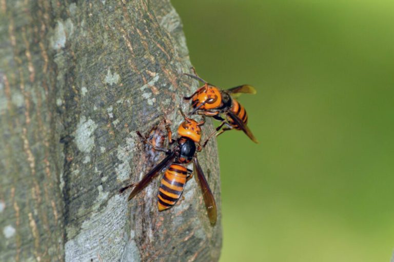 how to protect yourself from murder hornets