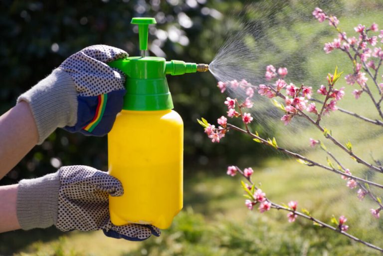 how to stop argentine ants from invading your home