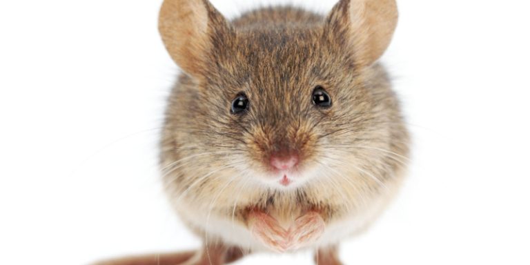 morris county rodent control experts