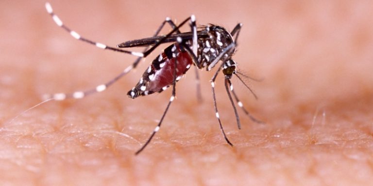 mosquito control experts in basking ridge, nj
